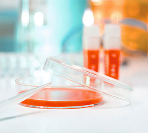 Cell Culture Products Are Invaluable